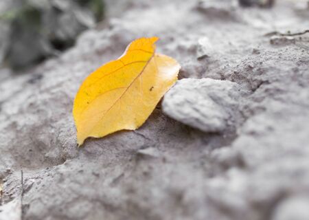 yellow leaves on the groundの写真素材