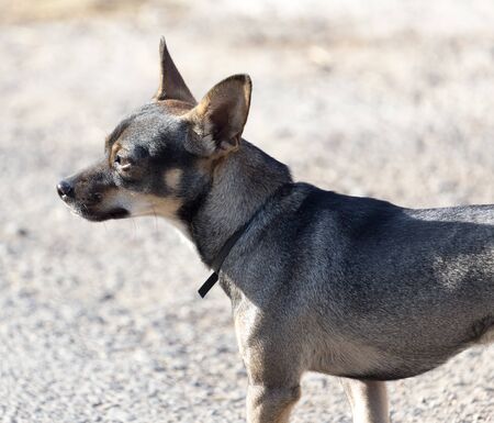 dog walking in natureの写真素材