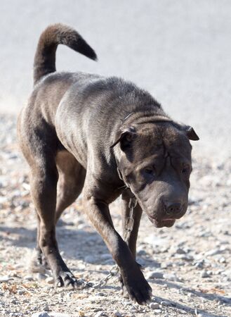 dog walking in natureの写真素材