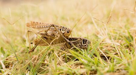 grasshopper in nature. macroの写真素材