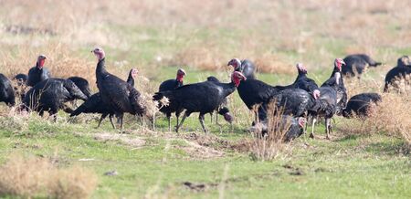 farm turkeys outdoorsの写真素材