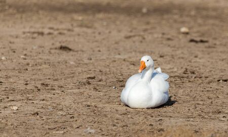 Goose on the natureの写真素材