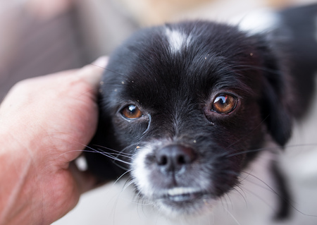 dog weasel hand on natureの写真素材
