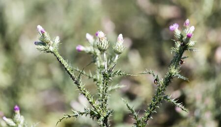 prickly plant in natureの写真素材