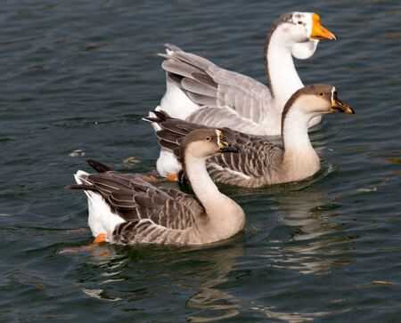 a flock of ducks on the lake in autumnの写真素材