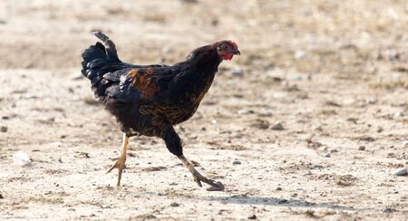 chicken on the natureの写真素材
