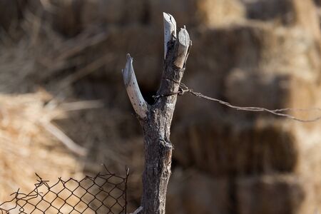wooden stick on the fenceの写真素材