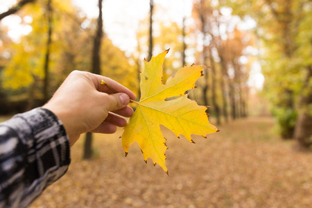yellow leaf in hand on nature in autumn