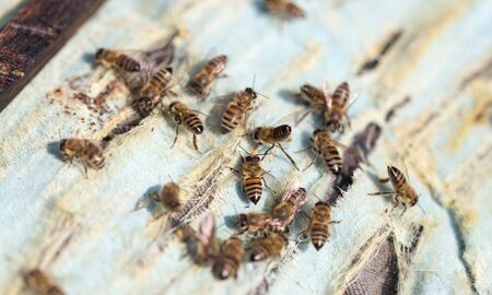 bees in the apiaryの写真素材