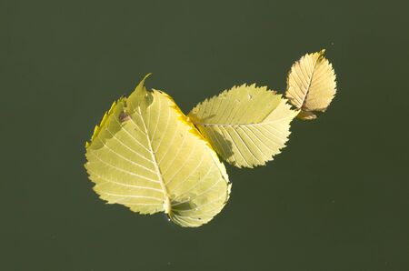 yellow leaves on the surface of the water in the fallの写真素材
