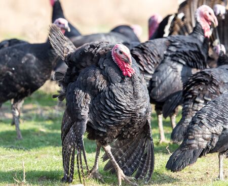 farm turkeys outdoorsの写真素材