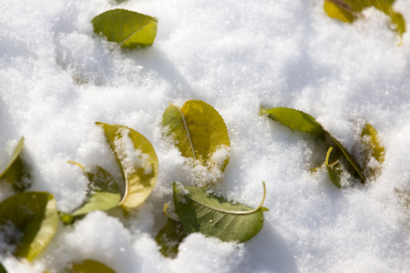 leaves lie on the snow in the winterの写真素材