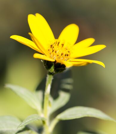 yellow flower in nature