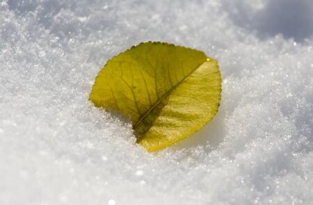 leaves lie on the snow in the winter