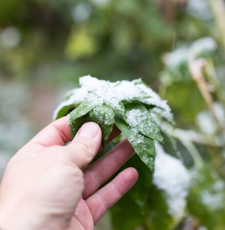 leaf in the snow in hand on natureの写真素材