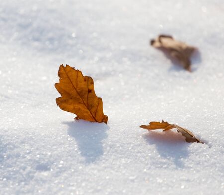 leaves lie on the snow in the winterの写真素材