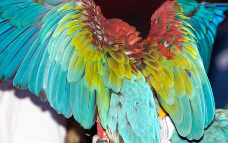 beautiful parrot wingsの写真素材