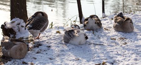 Duck asleep in the snow in the winterの写真素材