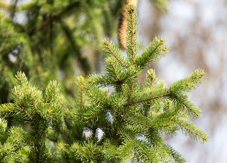 green fir tree in nature