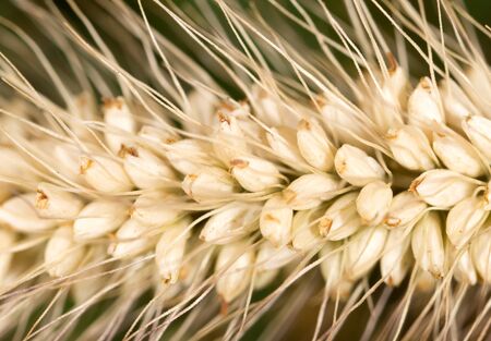 grass seed in the ear. macroの写真素材
