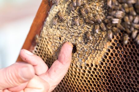 Honey on his finger in the apiary