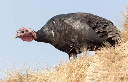 turkey on hay against the blue sky