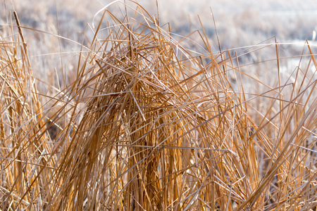 bulrush outdoors in autumnの写真素材