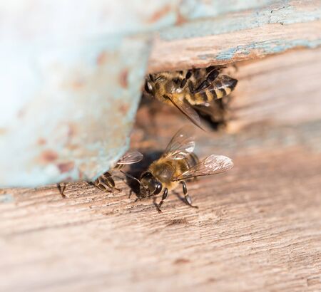 bees in the apiaryの写真素材