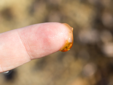 Honey on his finger in the apiary