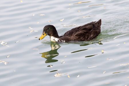 duck on the lake in autumnの写真素材