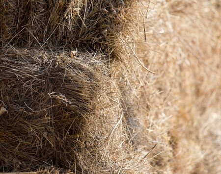 dry hay as background