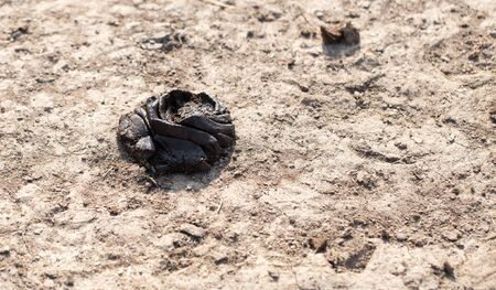 animal feces on the groundの写真素材