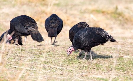 farm turkeys outdoorsの写真素材