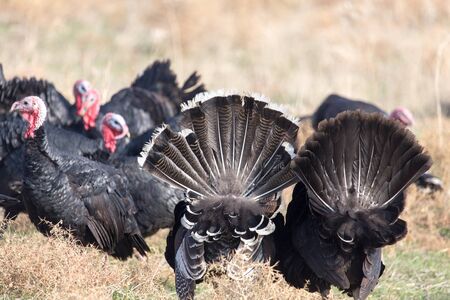 farm turkeys outdoorsの写真素材