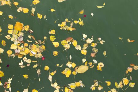 yellow leaves on the surface of the water in the fallの写真素材