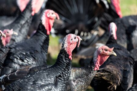 farm turkeys outdoorsの写真素材