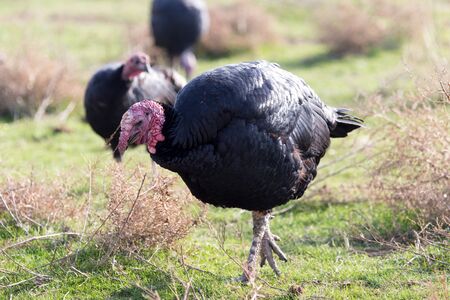 a turkey on a farm outdoorsの写真素材