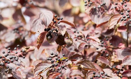 black berries on a tree in autumn
