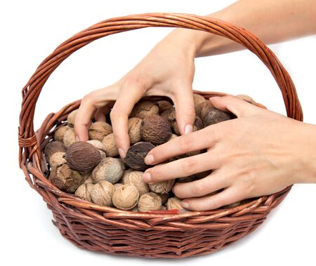 Walnuts in hand with a basket on a white backgroundの写真素材