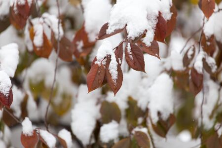 leaves in the snow in the winterの写真素材