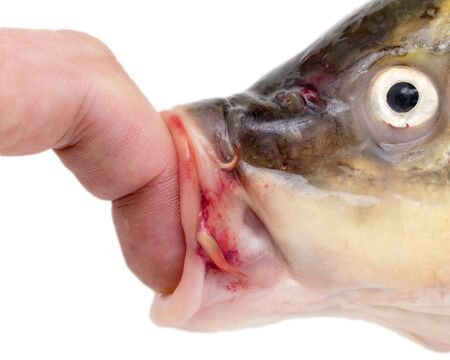 finger in the mouth fish on a white backgroundの写真素材