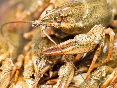 Live crayfish in the water as a backgroundの写真素材