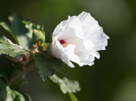 beautiful white flower in natureの写真素材