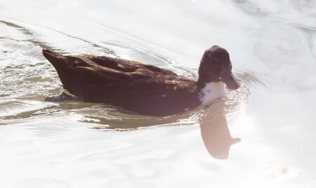duck swims in the lakeの写真素材