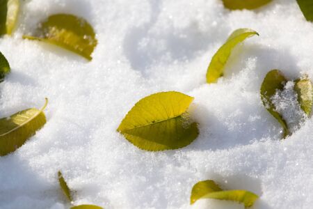 leaves lie on the snow in the winterの写真素材