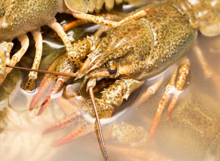 Live crayfish in the water as a backgroundの写真素材