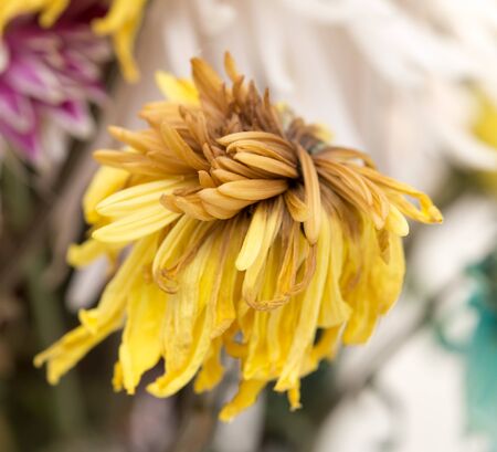 old yellow flowerの写真素材