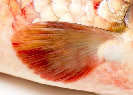 fin fish. macroの写真素材