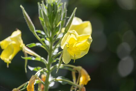 yellow flower in natureの写真素材