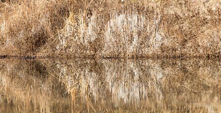 Beach on the lake with dry grassの写真素材